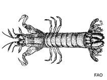 Image of Haptosquilla glyptocercus 