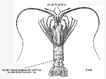 Image of Projasus parkeri (Cape jagged lobster)