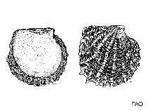 Image of Isognomon fimbriatus 