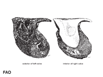 Image of Pteria penguin (Penguin wing oyster)