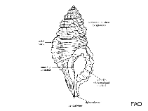 Image of Gyrineum perca 