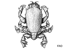 Image of Raninoides loevis (Furrowed frog crab)