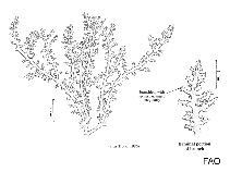 Image of Alsidium corallinum (Coral corsican moss)