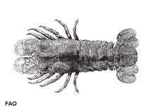 Image of Scyllarides squammosus (Blunt slipper lobster)