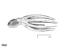 Image of Scaeurgus unicirrhus (Unihorn octopus)