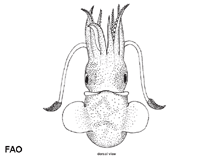 Image of Semirossia equalis (Greater shining bobtail)