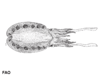 Image of Sepiella ornata (Ornate cuttlefish)