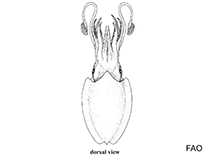 Image of Sepia acuminata 