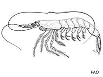 Image of Acetes americanus (Aviu shrimp)