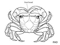 Image of Armases cinereum (Squareback marsh crab)