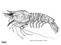 Image of Sicyonia lancifera (Knight rock shrimp)
