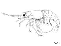 Image of Haliporoides diomedeae (Chilean knife shrimp)