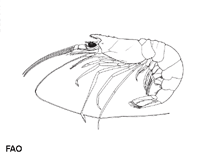 Image of Solenocera melantho (Razor mud shrimp)