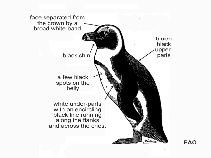 Image of Spheniscus demersus (Jackass penguin)