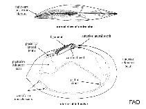 Image of Tellina nuculoides (Salmon tellin)