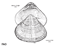 Image of Tivela mactroides (Trigonal tivela)