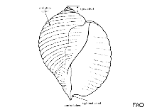 Image of Malea ringens (Pacific cask shell)