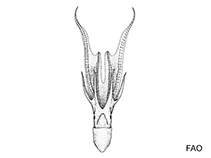 Image of Tremoctopus gracilis 