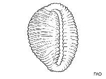 Image of Trivirostra hordacea 