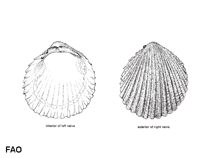 Image of Trachycardium rugosum (Pacific yellow cockle)
