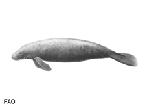 Image of Trichechus senegalensis (West African manatee)