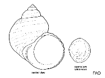Image of Lithopoma americanum (American star snail)