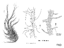 Image of Ulva prolifera (Branched string lettuce)