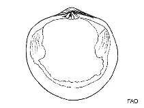Image of Cycladicama lunaris 