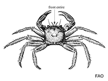 Image of Cyclograpsus integer (Globose shore crab)