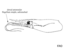 Campylonotidae