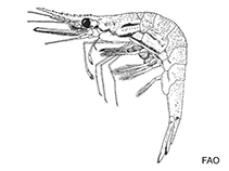 Desmocarididae