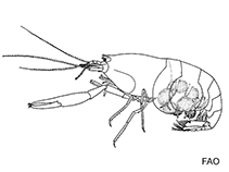 Euryrhynchidae
