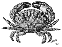 Image of Zalasius horii (Paddington bear crab)