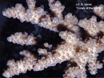 Image of Acropora bifurcata (Plating Acropora coral)