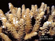 Image of Acropora chesterfieldensis 