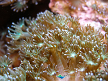 Image of Alveopora japonica (Sclerectinian coral)