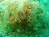 Image of Alicia mirabilis (Berried anemone)