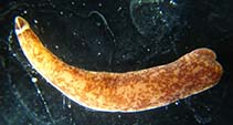 Image of Amphiporus bimaculatus (Chevron ribbon worm)