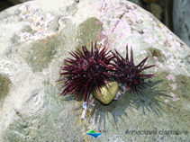 Image of Heliocidaris crassispina (Purple sea urchin)