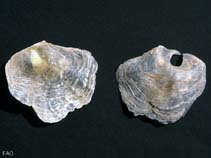 Image of Anomia ephippium (Common jingle shell)