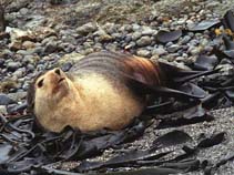 Image of Arctocephalus tropicalis (Subantarctic fur seal)