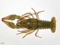 Image of Pontastacus leptodactylus (Danube crayfish)