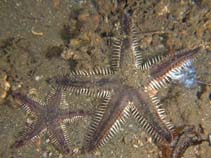 Image of Astropecten polyacanthus (Brown spotted combstar)