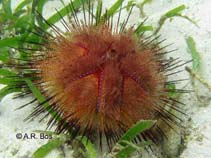 Image of Astropyga radiata (Blue-spotted sea urchin)