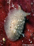 Image of Atagema echinata 