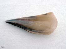 Image of Atrina pectinata (Comb pen shell)