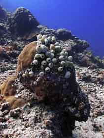 Image of Atriolum robustum (Robust sea squirt)