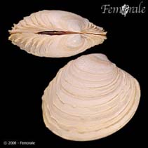 Image of Bassina yatei (Frilled venus shell)