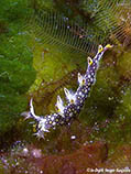 Image of Bornella anguilla (Snakey bornella)