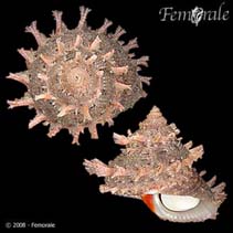 Image of Bolma girgylla (Girgyllus star shell)